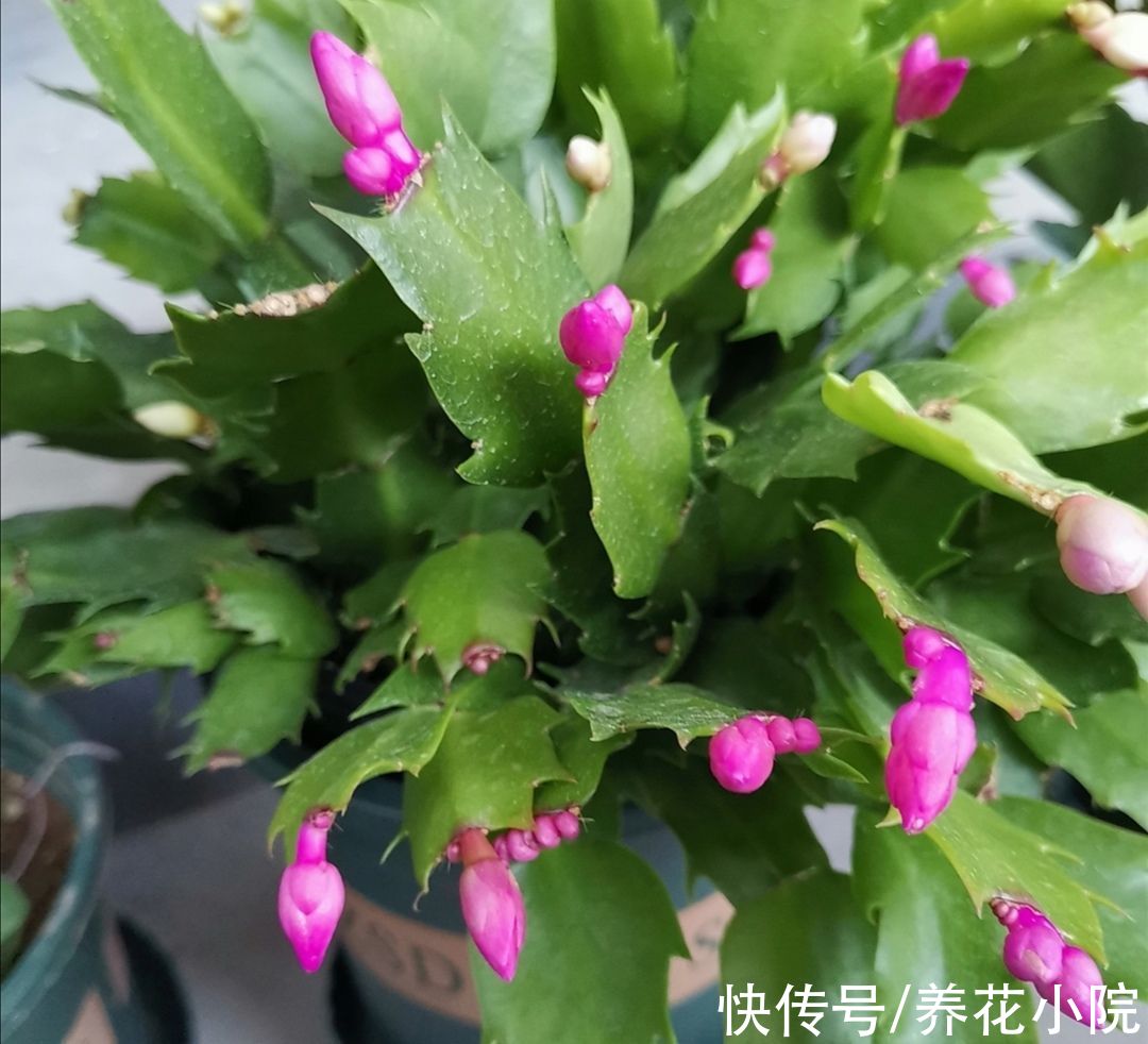 家里养的长寿花蟹爪兰，10月做好3件事，让它尽快孕育花苞