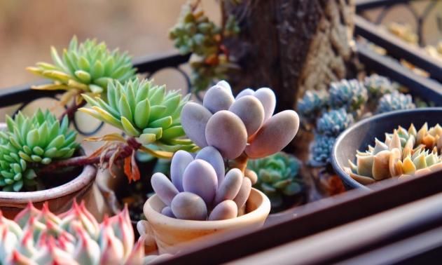 1种多肉，模样饱满圆润，花色娇艳妩媚，爱养花的花友见到都想养