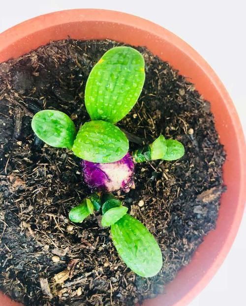 天暖以后，适合繁殖君子兰，学会3招，90天变成君子兰大户