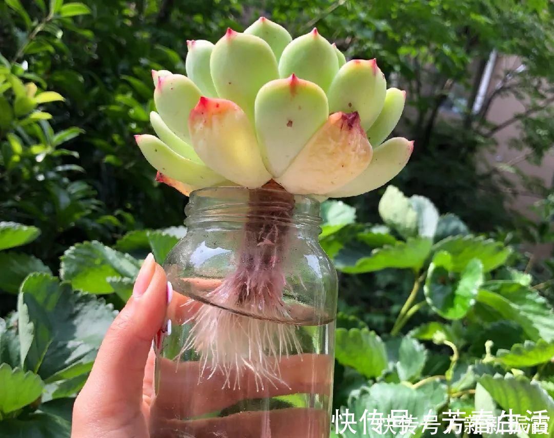 枝条|茉莉花扦插有机关,砍这一段枝条,插土里3天就活