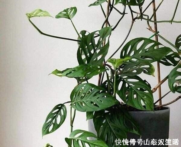 绿萝|耐阴花不止吊兰、绿萝,有“8种花”放北房间也能长成“美瀑布”!