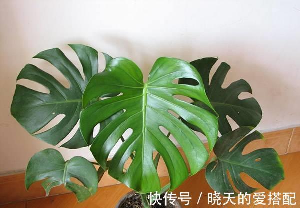 养殖|龟背竹有毒吗可以放在室内养吗,家中养殖龟背竹需要注意哪些事项