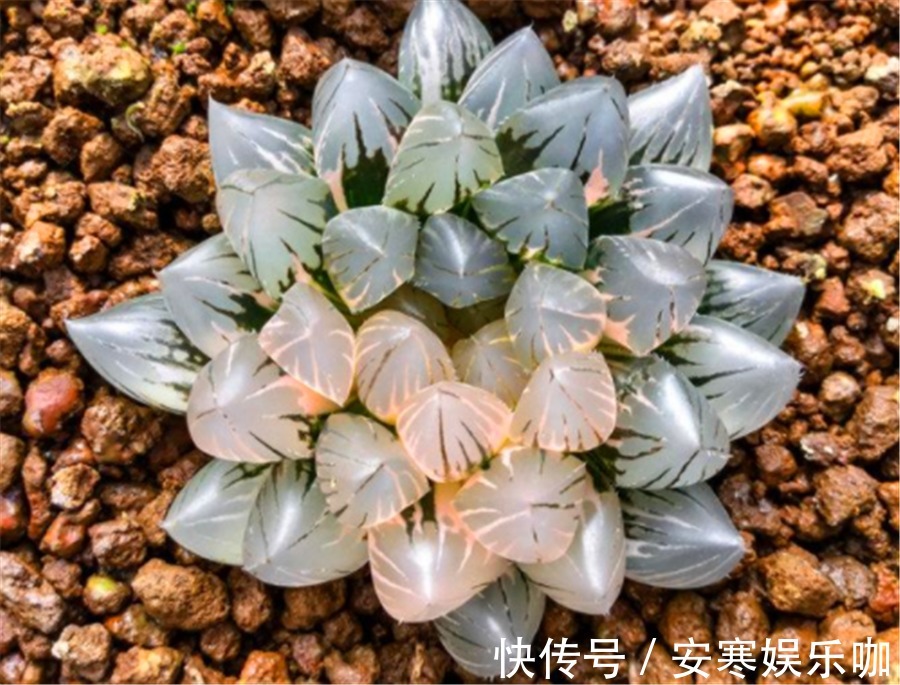 5种不喜欢阳光的多肉,晒多了就变丑,有1种价值20万