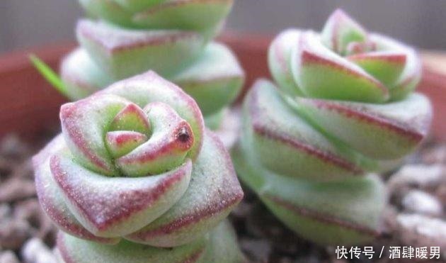 多肉钱串子怎么养爆盆这样做,叶肥茎壮!多肉钱串子怎么养爆盆这样做,叶肥茎壮!