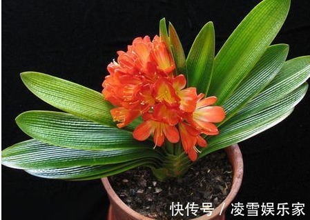 发酵|给花卉“喂”点黄豆，肥力杠杠滴，叶片绿的发油！养花并不难