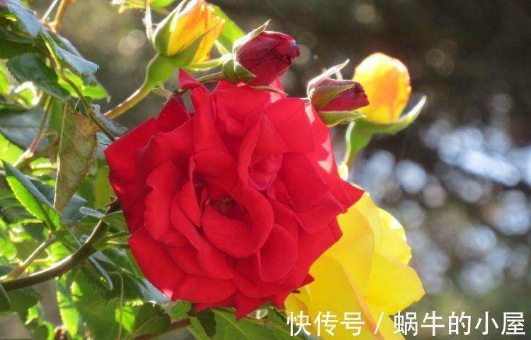 叶厚|农历7月30日开始，养花养个耐看的，耐晒又耐热，花色艳丽