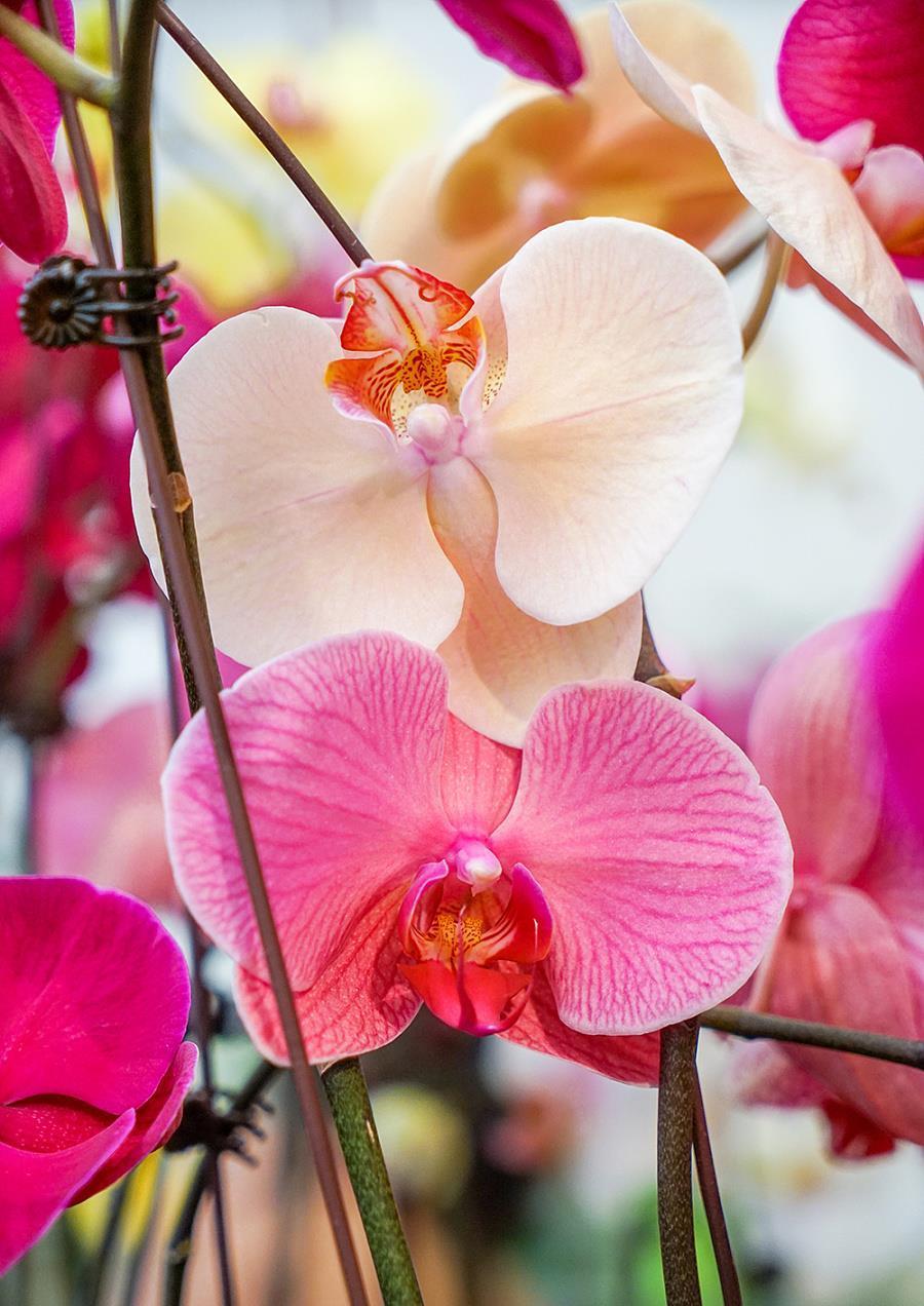 蝴蝶兰有“三怕”,养护要避开,猛窜芽冒花苞,清香宜人小半年