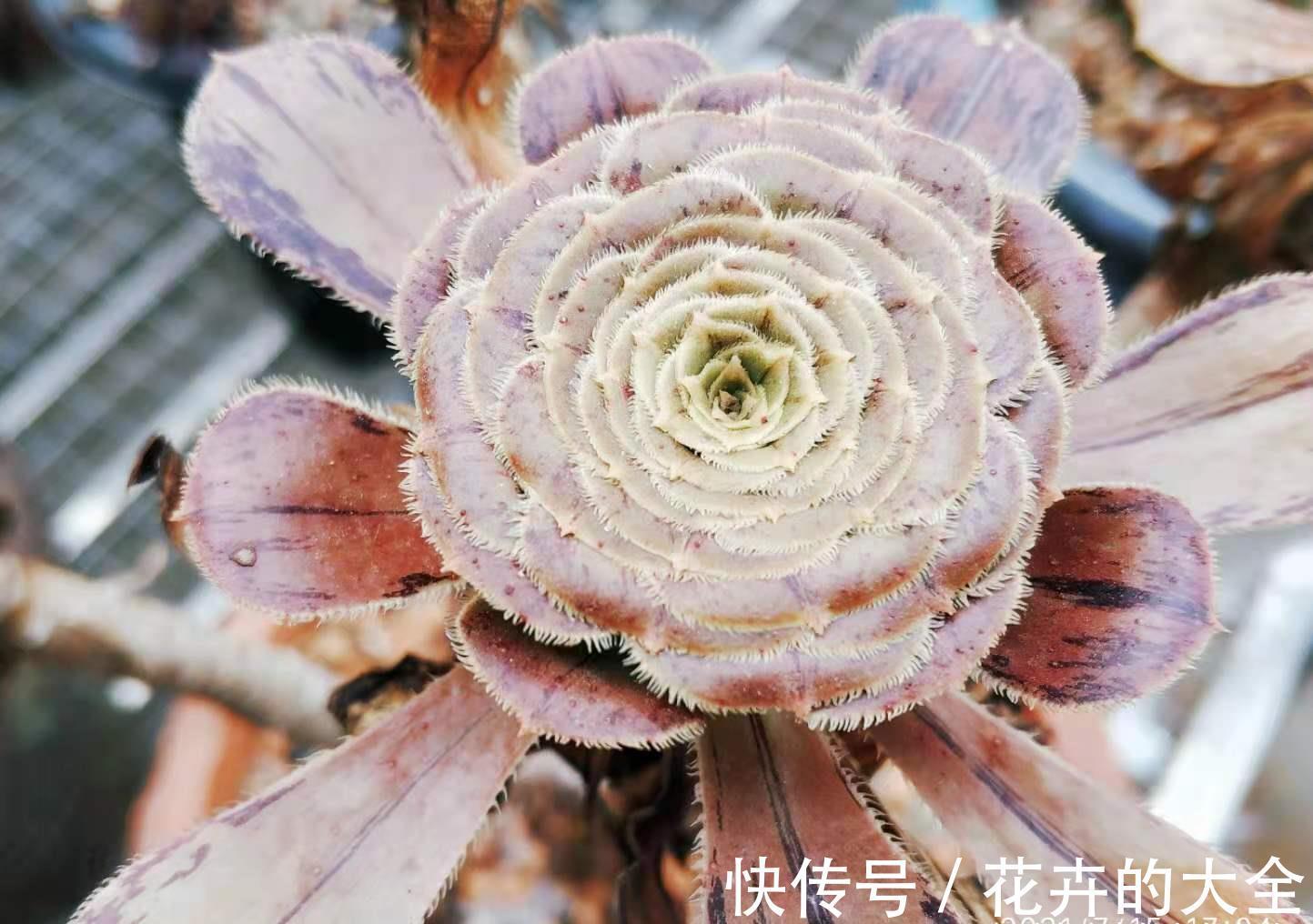 叶心处|想把自己的法师多肉养成碗的形状？那必须得满足4个要求才行