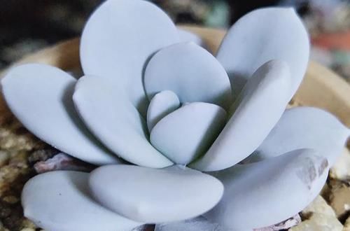 瓦盆|农村姑娘在院子里种多肉,选择多肉花盆经验分享:要好看也要实用