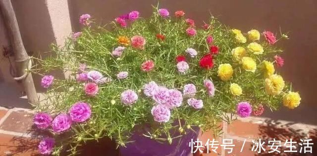 蟹爪兰|入秋扦插6种花,7天就生大白根,告别黑腐烂,花开量大