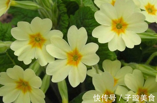 家里养花,不如养盆世界十大花语最浪漫的花樱花草,美艳妖俏!