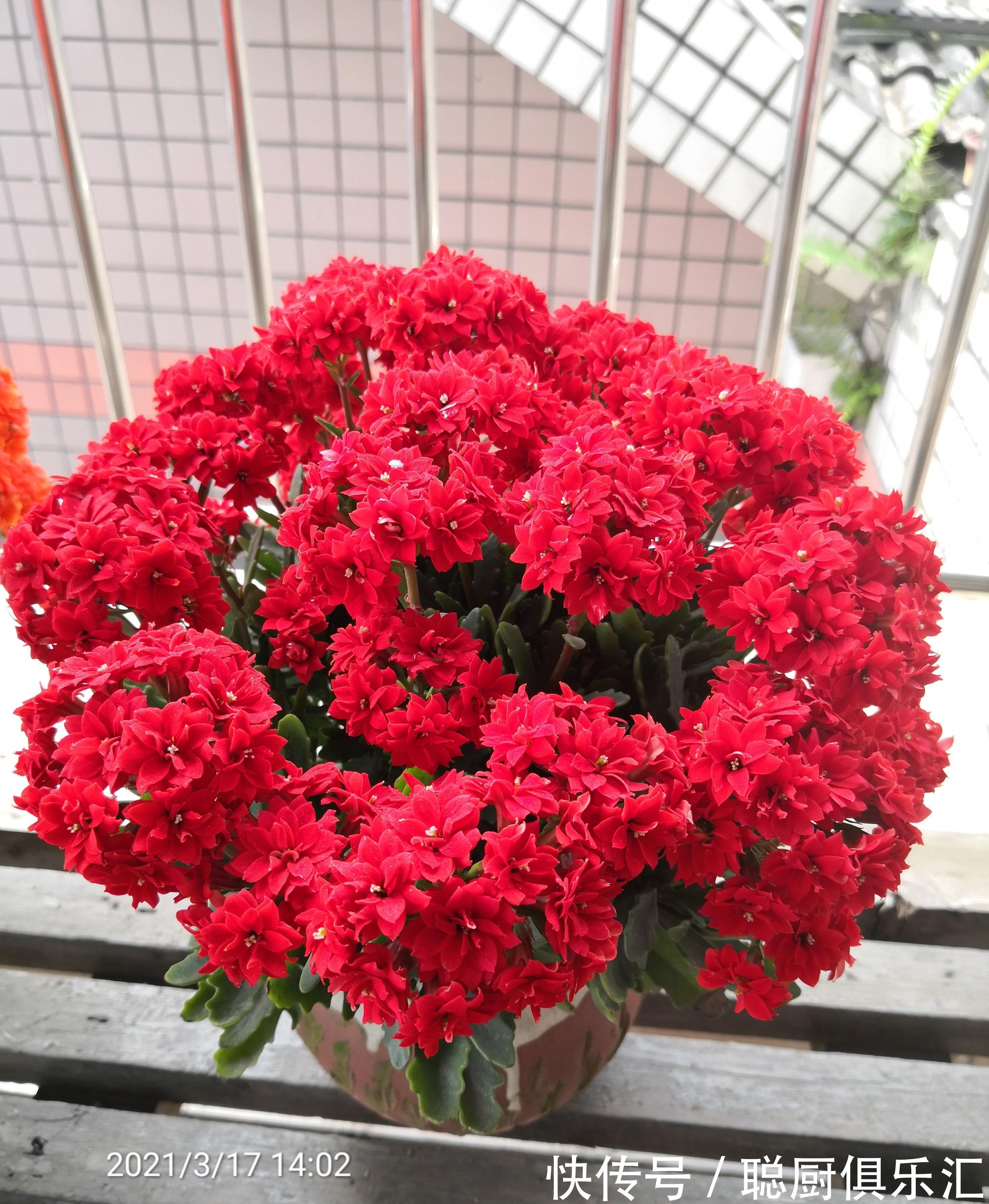 阳台养花，养棵红宝石吧，漂亮又喜庆，三季花开，冬天也灿烂