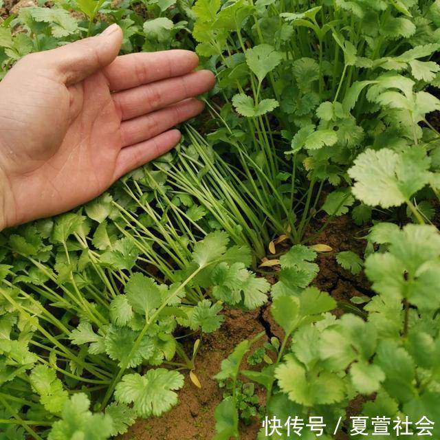 普通话|香菜学名叫什么?很多农村人的叫法才正确,为何在历史上被误传