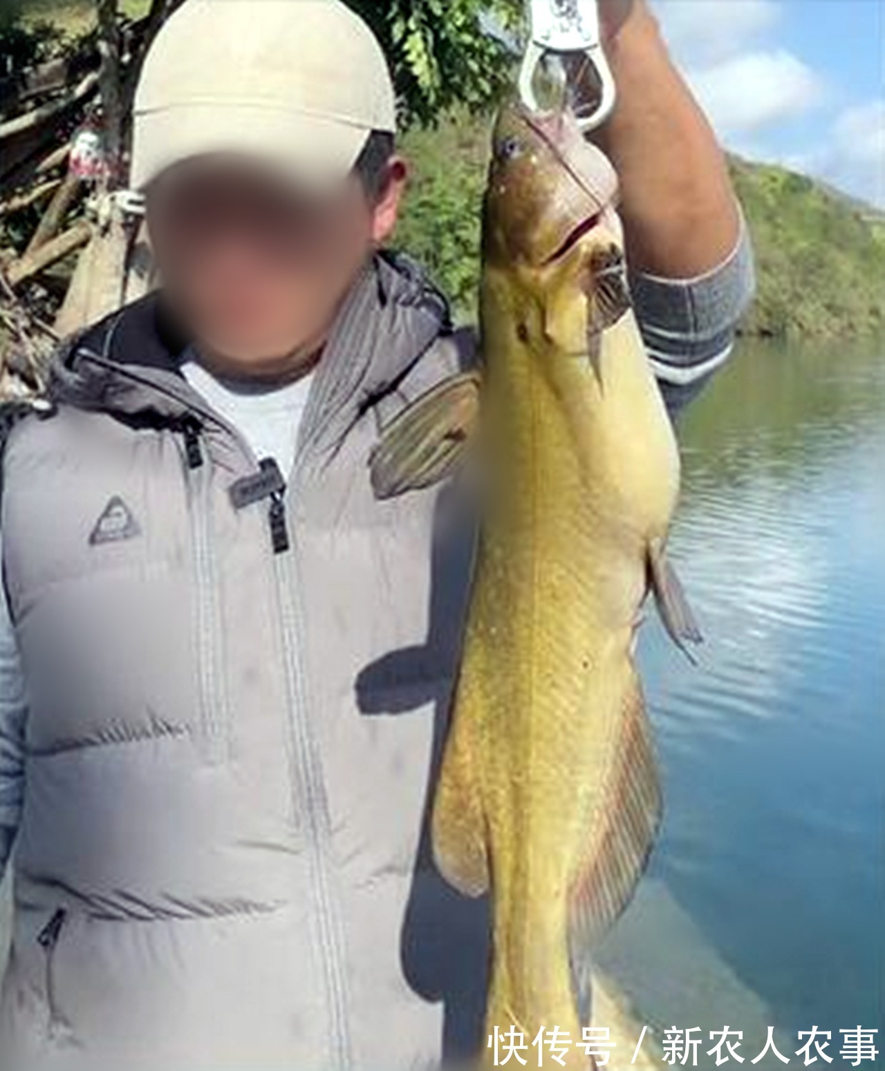 黄颡鱼王|半米长3斤重,男子户外野钓意外收获“黄颡鱼王”,最后如此处置