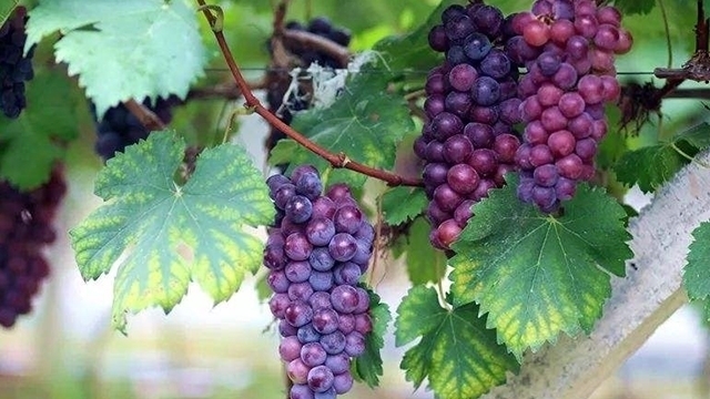 葡萄|乙肝恶变肝硬化之后,成功“自救”,给肝细胞续命的宝贝是它