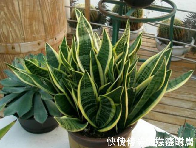 老花匠养了2年虎皮兰,小崽崽挤满盆,方法也简单,全靠4件事