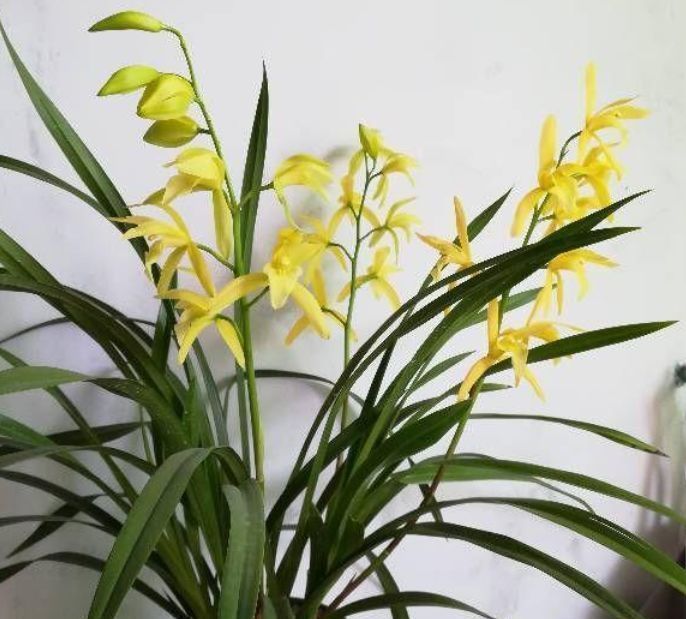 兰花盆|出门随手捡“3物”回来,丢兰花盆里,营养又透气,不烂根开花多