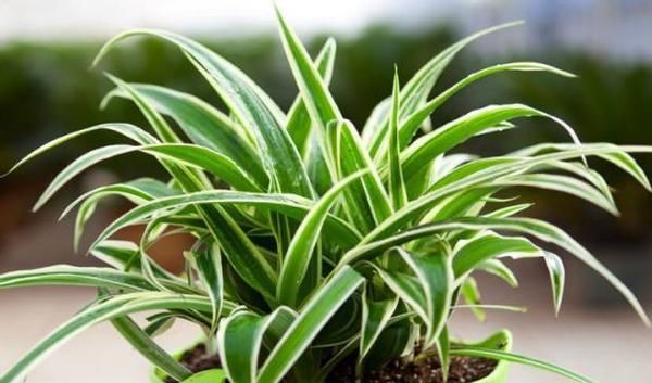 养花经验分享：豆饼、黄豆制成肥料期间，该注意哪些细节？