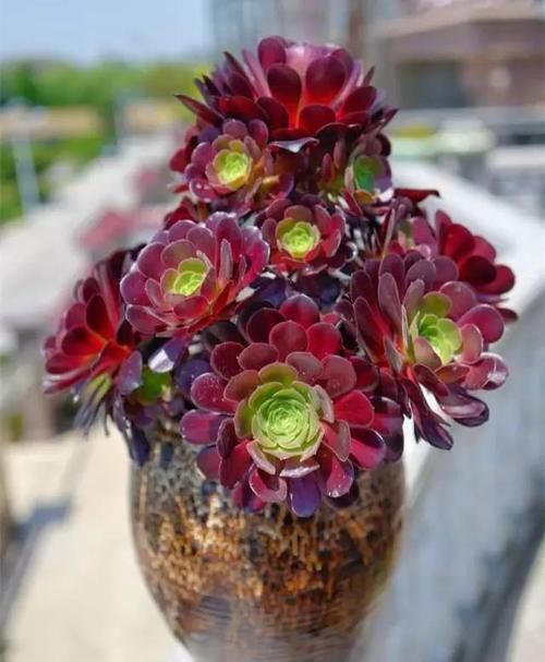  室内|多肉植物法师应该养殖在室内还是室外？一起看看你就知道了！