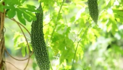 糖尿病|专坑糖尿病人的5大骗局!没准你也踩过“雷区”,不妨打好持久战