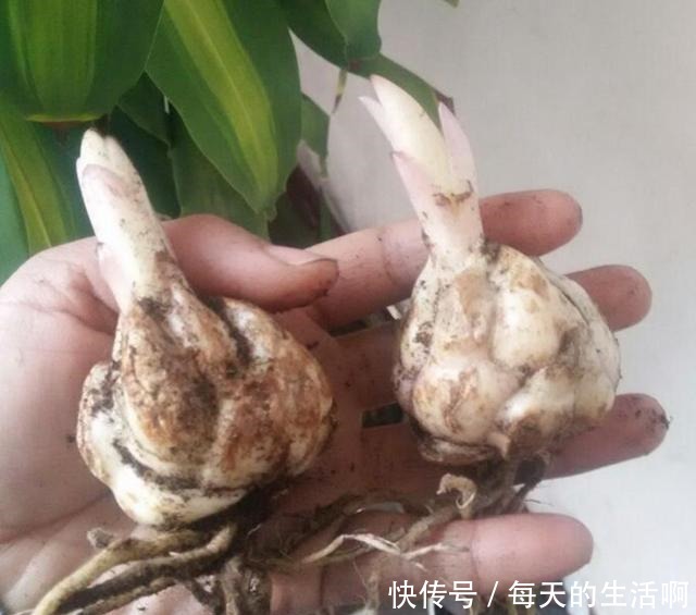 学会了自己种植百合花,再也不想去花店花钱买了,开花也不差!