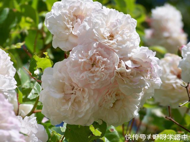 粉色|5款唯美粉色月季。美人如玉粉妆琢，粉色娇羞白如雪。抗病好养