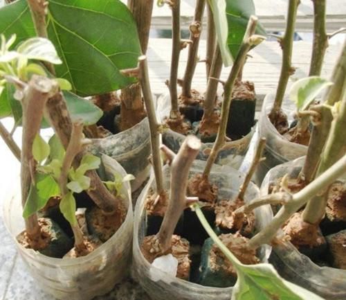 三角梅不好扦插，用1种简单方法，20天长满粗壮根