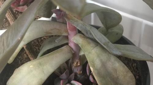 多肉叶子打卷发蔫，别扔掉，这样一抢救，马上恢复精神