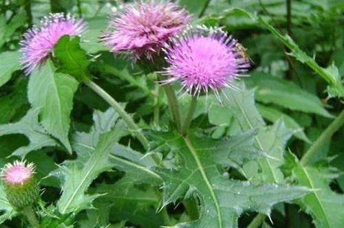 春天氣候干燥，適合吃的食物，淡化色斑，延緩衰老，加速身體代謝