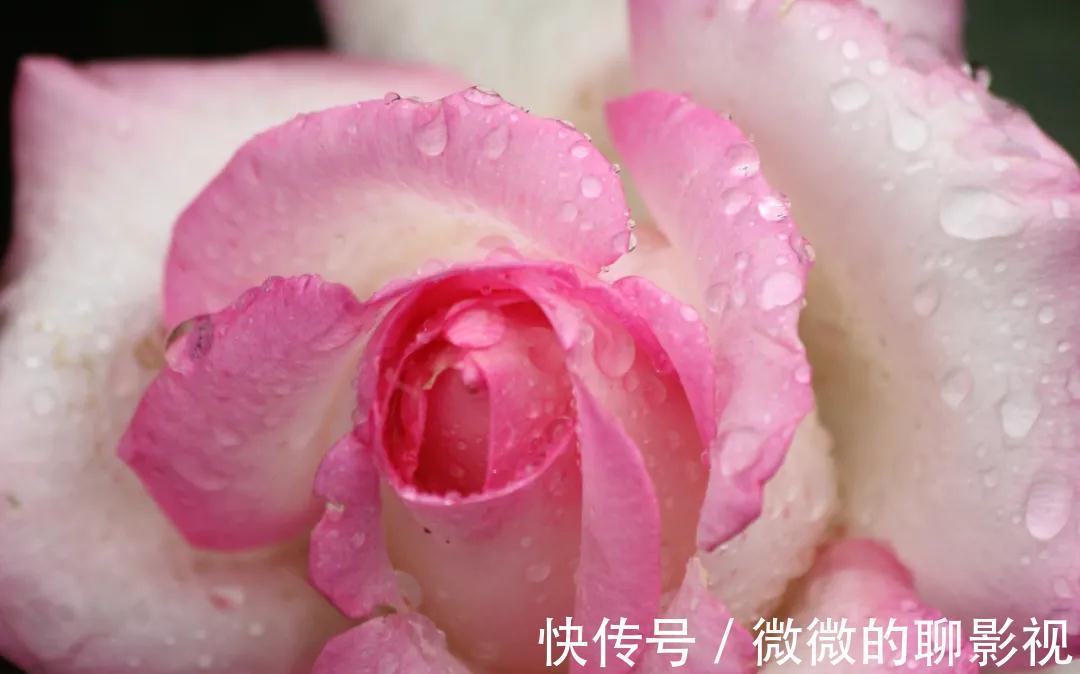 花中皇后|这样养出的月季花，花大色艳，枝繁叶茂