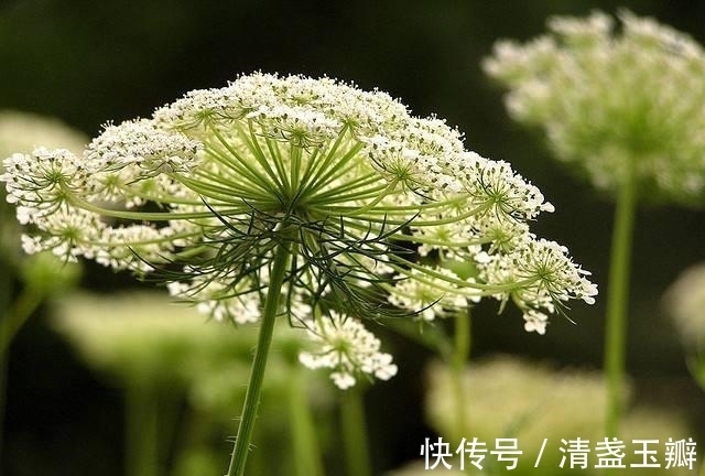 花序|自然界中有些植物的“花序”为什么不尽相同,其中有什么秘密?