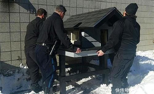 流浪猫被警局奖励别墅只因捕鼠能力出众,猫咪全靠本事吃饭