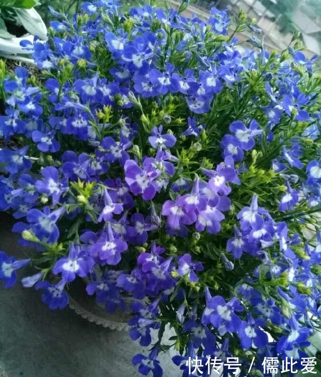 栽培|这个花比绿萝还好养,扔土里就能活,四季开花爆盆,夏季养花选它