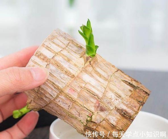巴西木小盆栽又火了,注意几点,半截木桩子泡水里,也能越长越旺!