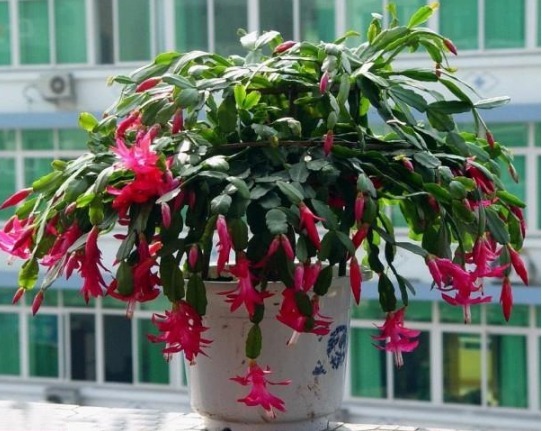 养好蟹爪兰,掌握“1招”,全年叶片肥厚油绿,花开不断,爆满盆