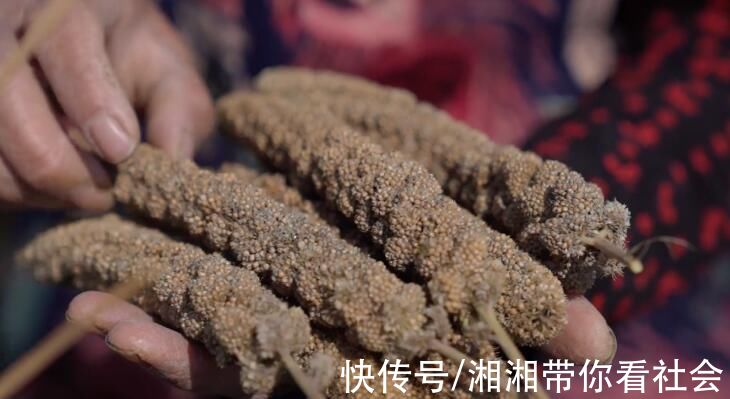 米脂小米|一粒小米成就“米脂婆姨”电商助力网红口粮好评率99%“网红”小米是如何炼成的