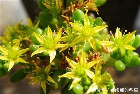  5种多肉植物，开花别剪掉，像中奖一样很少见，你家养过几种？