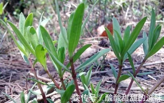 野菜|农村一种“野草”,两小时“掐”一篓子,能包包子,城里卖60一斤