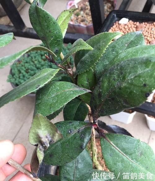 茶花养不好,死亡,掉叶,黄叶,问题出在土,1种粉末就能解决