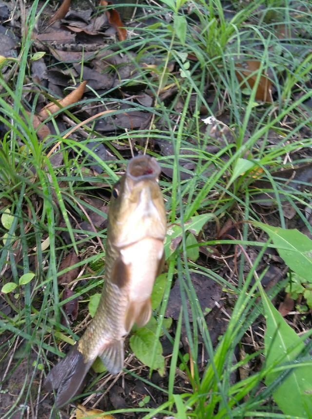 浮漂|野钓小技巧浮漂做一个小改动,惊鱼几率大降