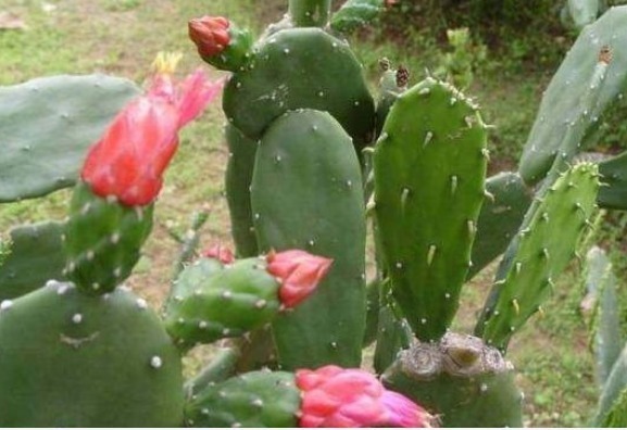 膝盖疼痛难忍,原来是因为滑膜炎,教你巧用一物,让疼痛快远离