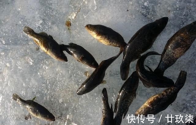 冬天|东北的老头鱼是一种什么鱼?生活在野泡子里,冬天冰封也冻不死