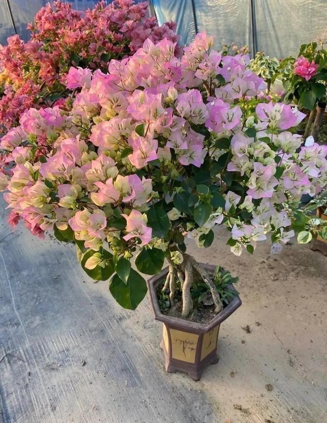 铜钱草|这五种花,就得富养,大肥大水大太阳,长得那叫一个旺