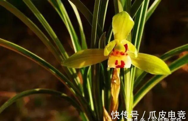 兰花香味不浓,香味不纯?用一个免费技巧,开花时邻居都能闻得到