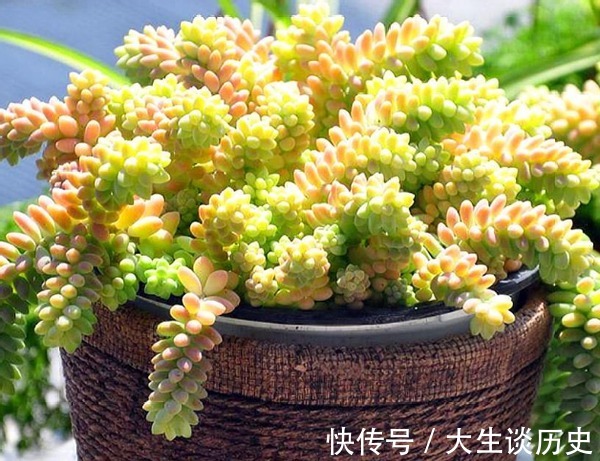 多肉玉缀又徒又绿该怎么办满足这些条件,盆栽马上变漂亮!
