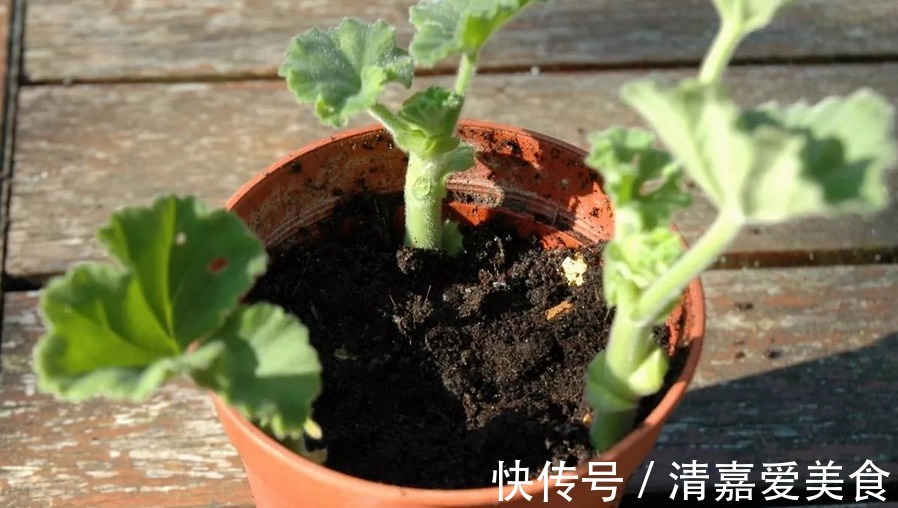 没有生根粉,扦插育苗不用怕,拿这3样水泡泡,效果一样