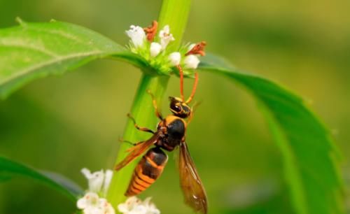 乳腺增生|甲状腺、乳腺结节的根源在哪?中药如何调理?这一篇都为你讲明白