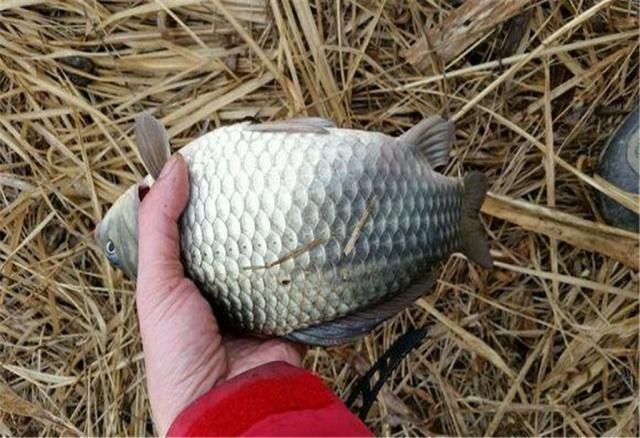 钓鱼|想要钓鲫鱼,子线长度很重要,这种长度很合理,不长也不短