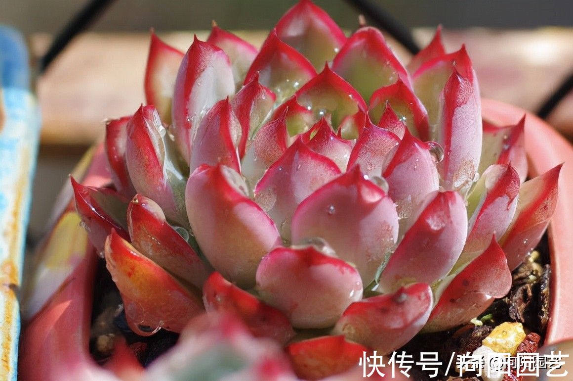 天气越来越冷，多肉状态越来越好，仙气飘飘的多肉，你馋了吗