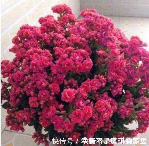 米兰花|4种花很耐养，沾土就能活，阳台变花园，太美了！